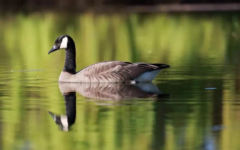 在夫妻关系中，女人有这两种能力，会让男人更爱她