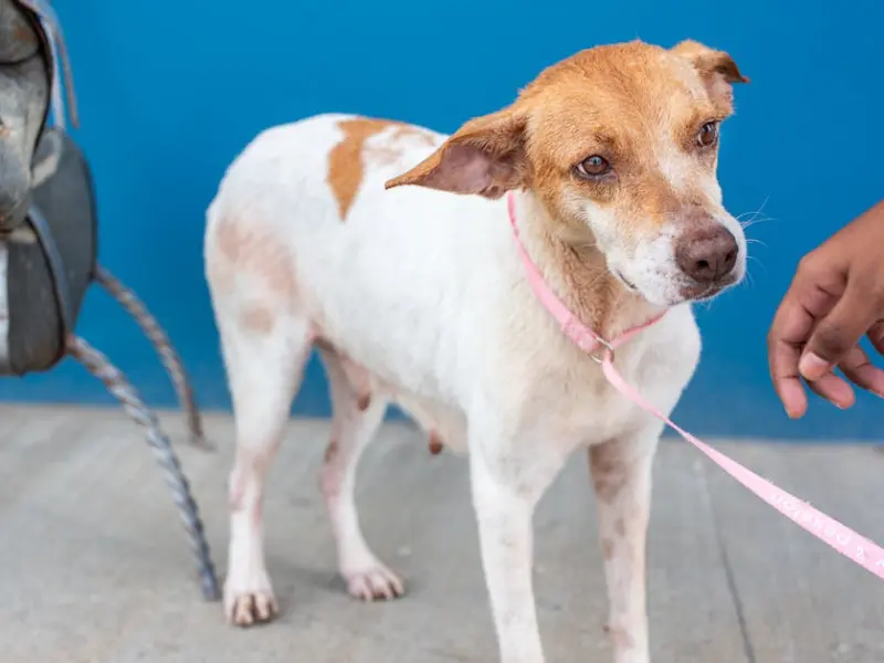 喂狗(WeGo)恋爱援救联盟简介