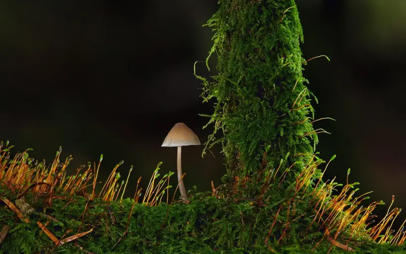 刀枪不入是妖怪，而我们不是——致前任