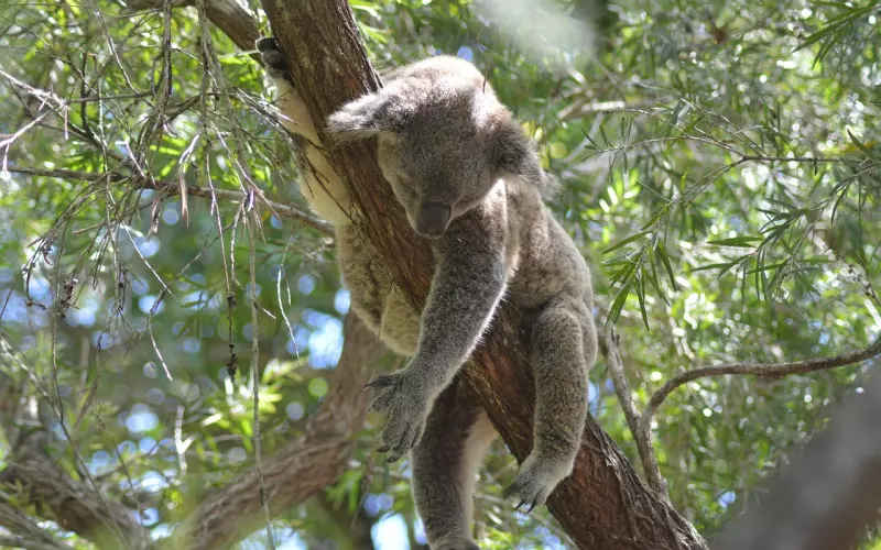 撒娇就是矫揉造作？你可能误会了