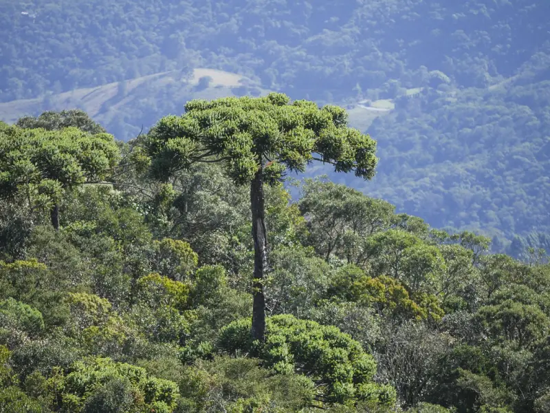 他是在冷bl逼你分手，还是在冷处理你的感情！