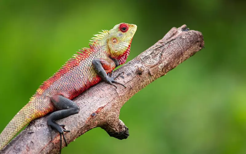 天秤男友提分手好挽回吗？如何有效挽回天秤男友？