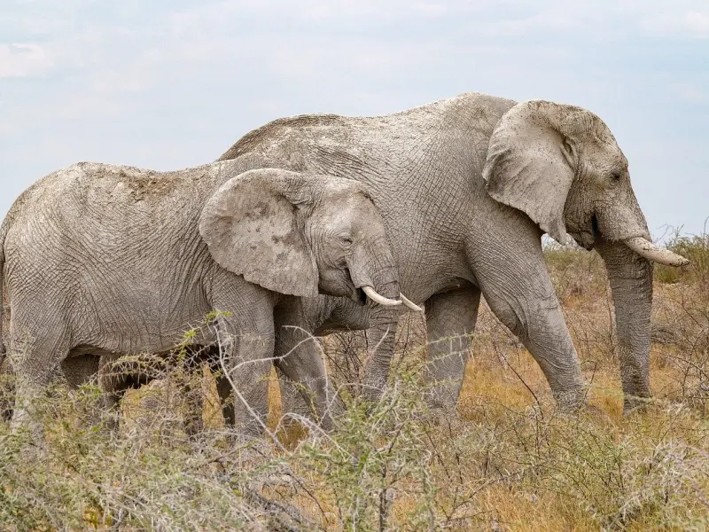 挽回中想的那么多真的是对的吗？