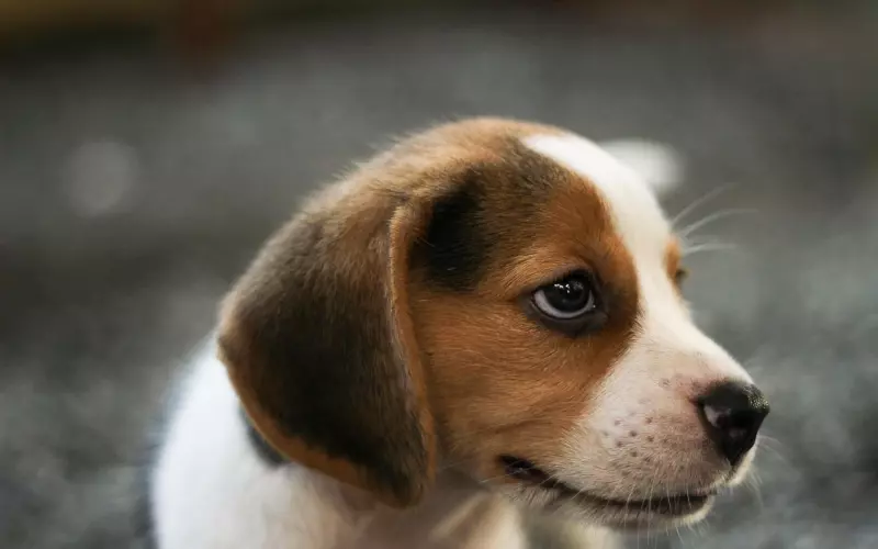 挽回老公真的有那么难吗？其实35天就够了