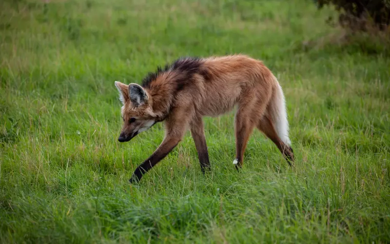 在恋情中像小孩一样得不到就闹有用吗？