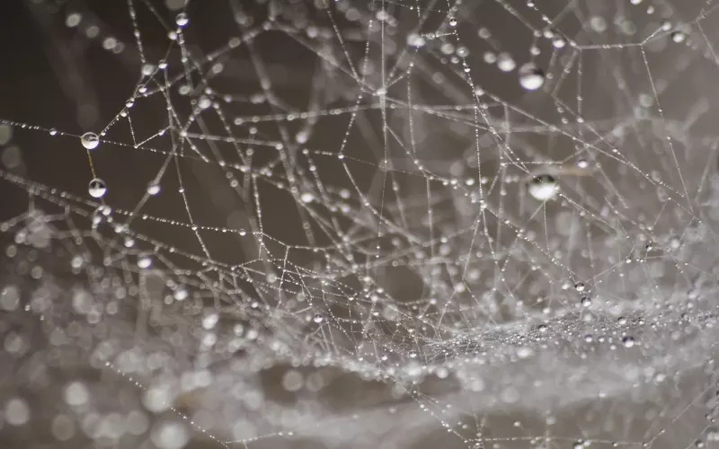 网恋成功率高吗？