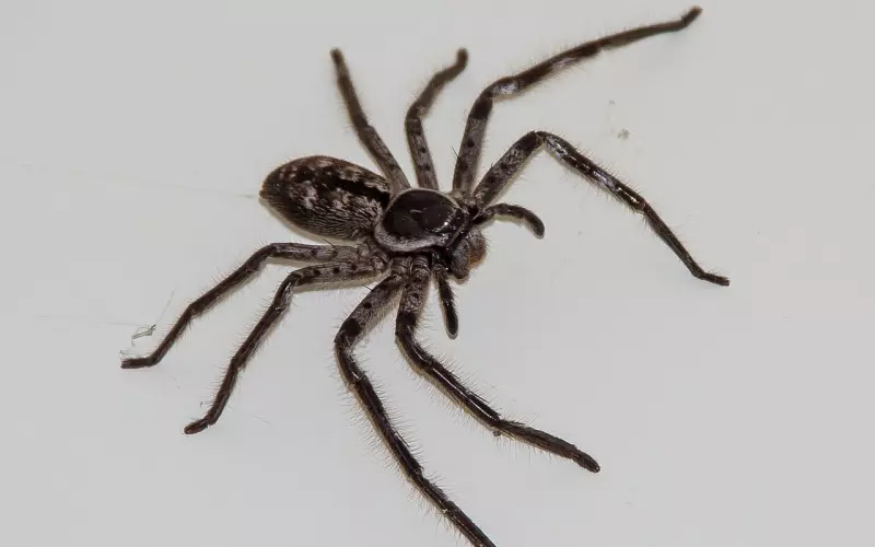 劈腿分手复合的几率大吗？