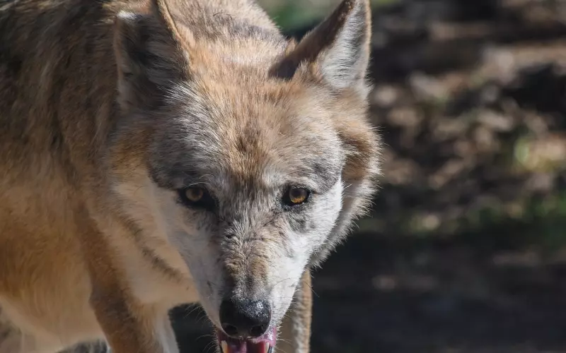 分手后有什么办法可以挽回前男友