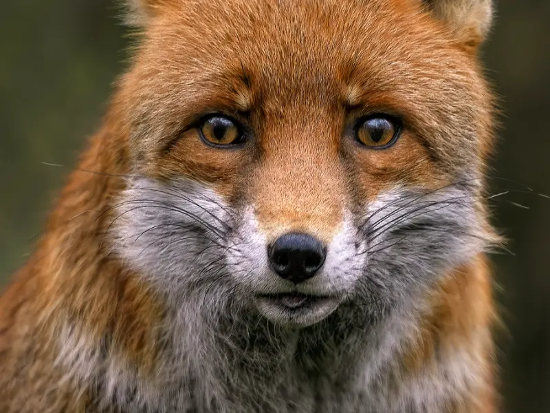 【第501期】恋爱情商：为什么你总是遇到渣男，难道是有渣男特质？