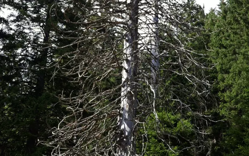 【第578期】为什么说死缠烂打是挽回爱情的死穴