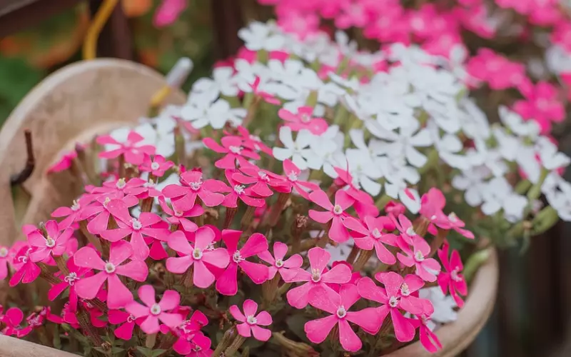 分手几个月了，还能挽回男朋友吗