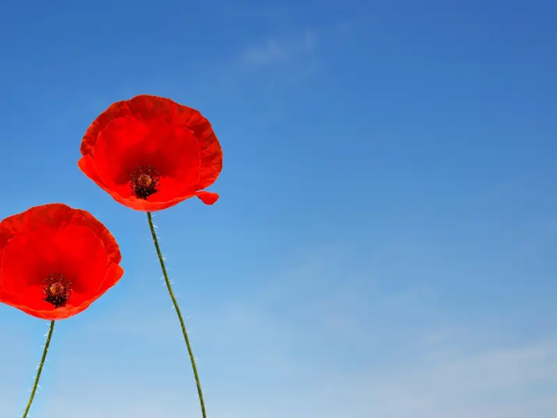 永远保持爱与亲密是很难的