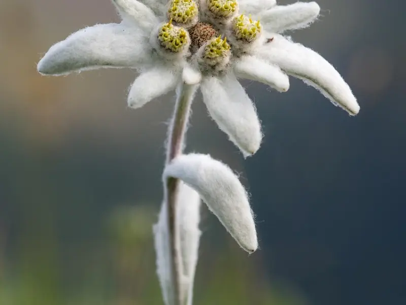 不是不想，只是不敢打扰……连爱都是小心翼翼的！
