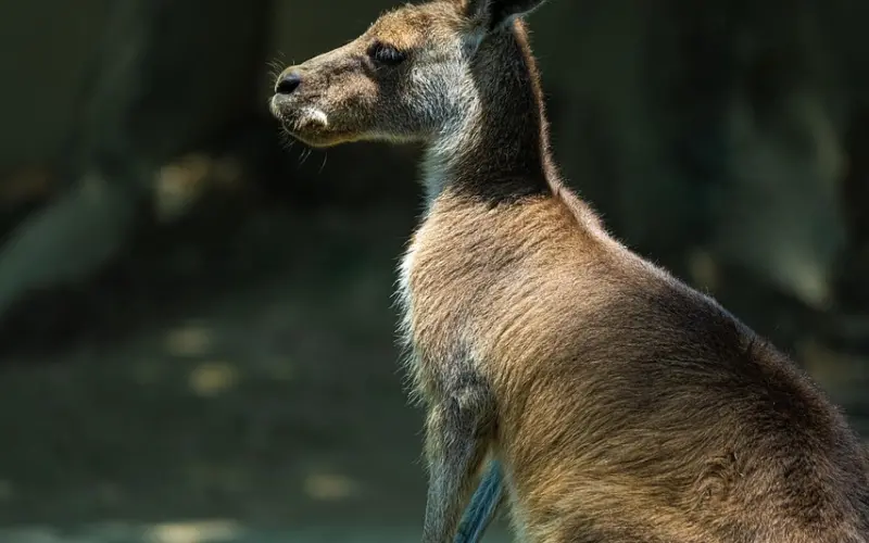 不是喜欢单身，我是怕两个人后又变回一个人