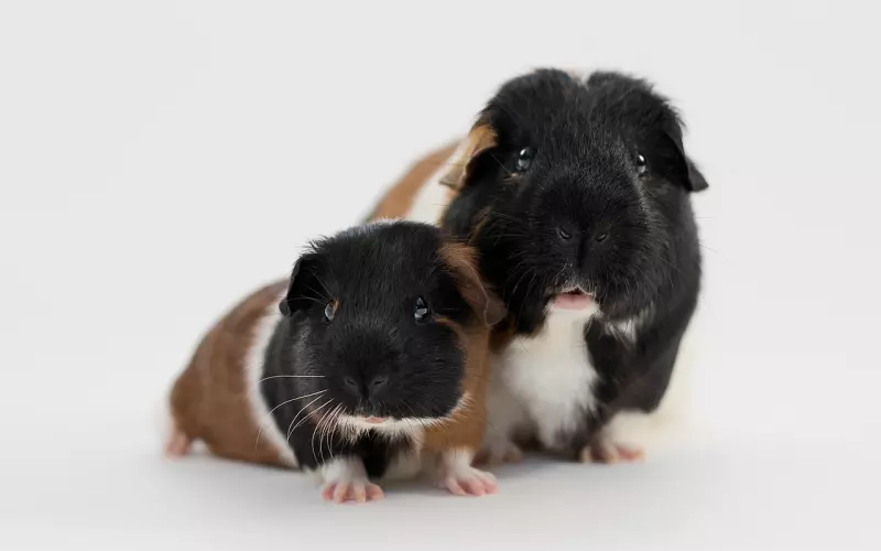 这些可怕的爱情蛀虫，现在了解还来得及！