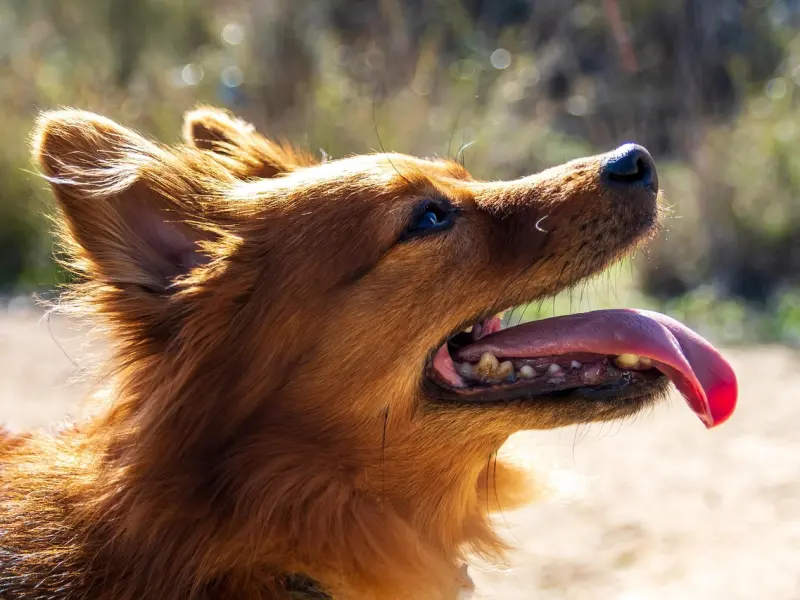 和女友异地恋两年了，她说坚持不下去了要分手，该怎么挽回