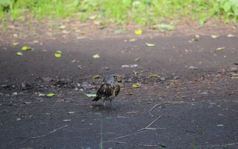 马云、俞敏洪、刘德华...没有一个胖子：富人为什么越来越瘦？