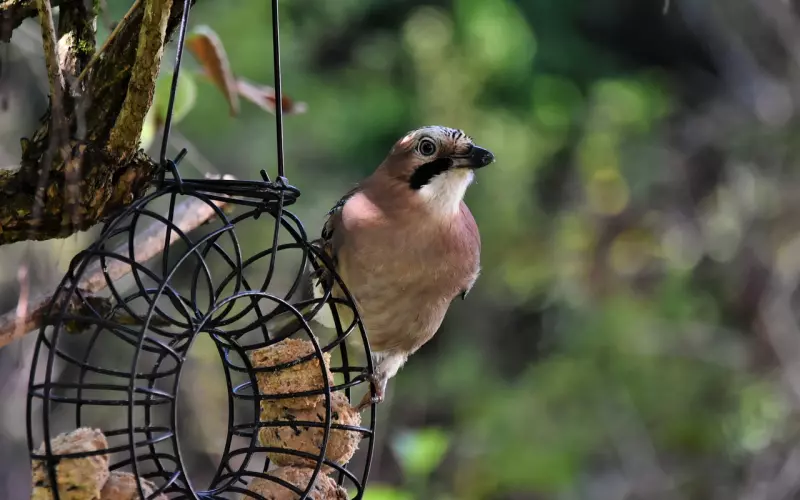 周杰伦昆凌再秀恩爱，昆凌有什么独特之处周杰伦如此宠爱她？