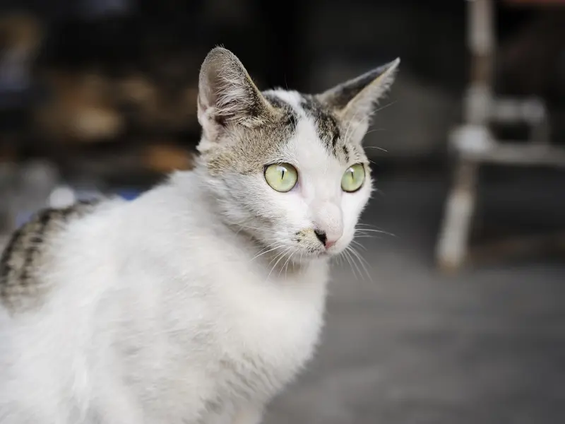 【江苏】No.4| 94年，高颜值，从事设计行业的妹子，喜欢遛狗、听歌