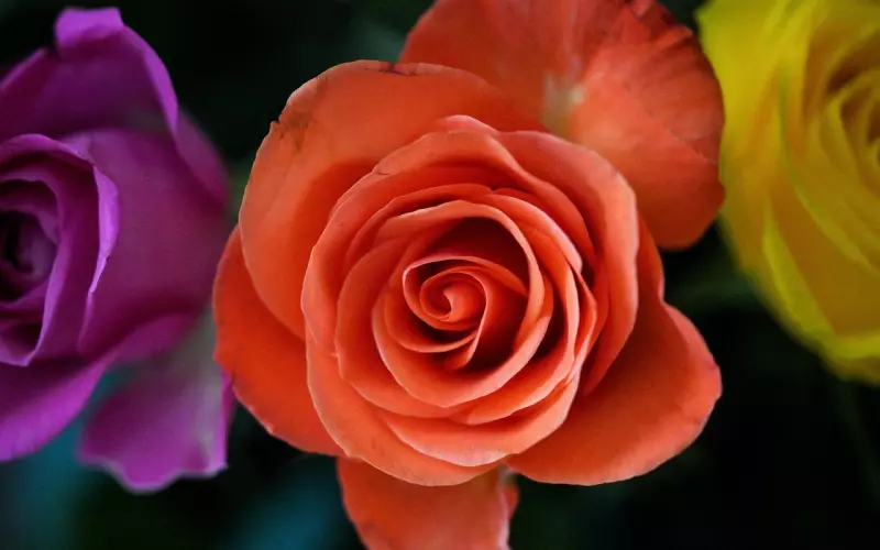 陈乔恩，不老女神的传说