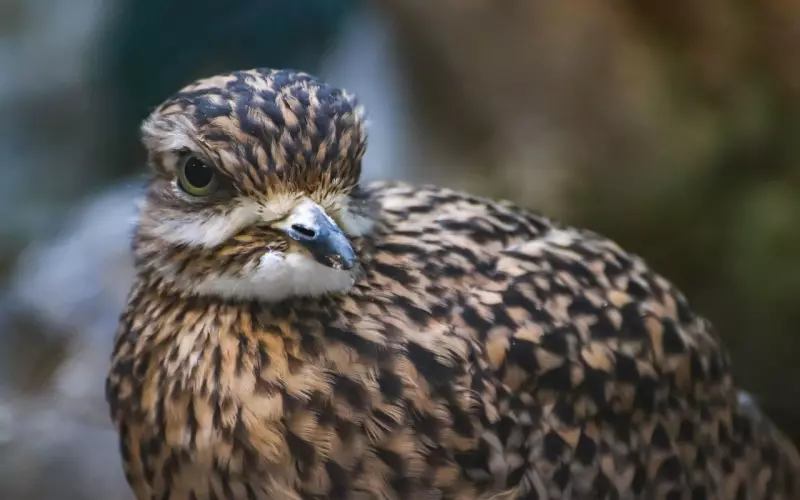 从属相看人，神准！