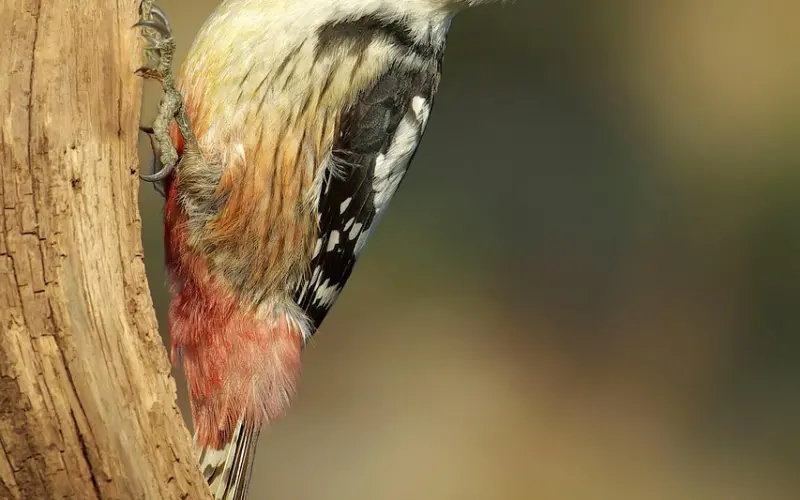 善良不是笨，忍让不是傻。