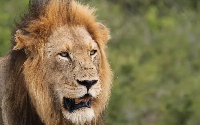 符管之王Archan Nong阿赞弄