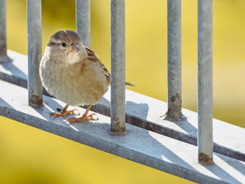明知道不能做夫妻，却还深深的爱着，这才是真正的爱情