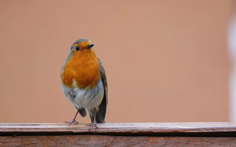学会聊天技巧，挽回男友更容易成功！