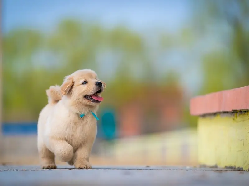 雷语 | 男人脾气不好的罪魁祸首是它！