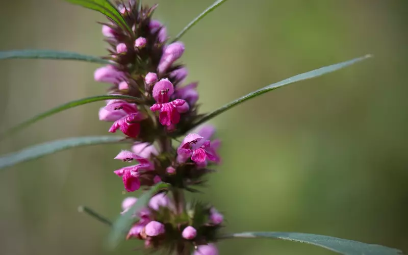 狮子座：和狮子谈恋爱需要注意什么？别犯了禁忌！