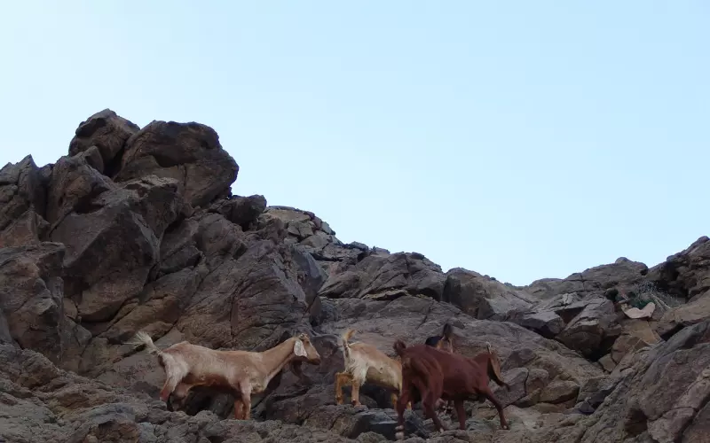 Les拉拉分手了，还好挽回吗