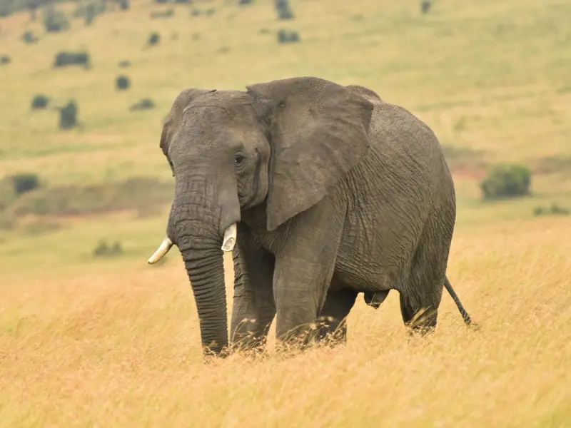 细数那些把妹中雷人的聊天段子~
