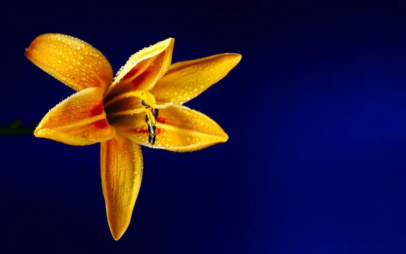 百合网女神学院招募啦！