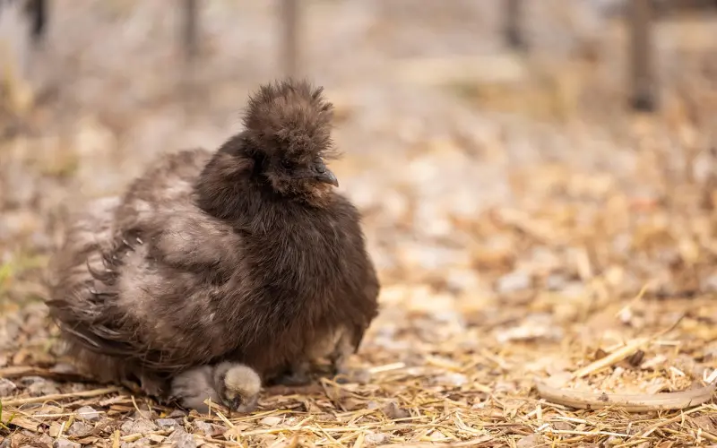 【百合网“中国好单身”：不妥协的屌丝杨】