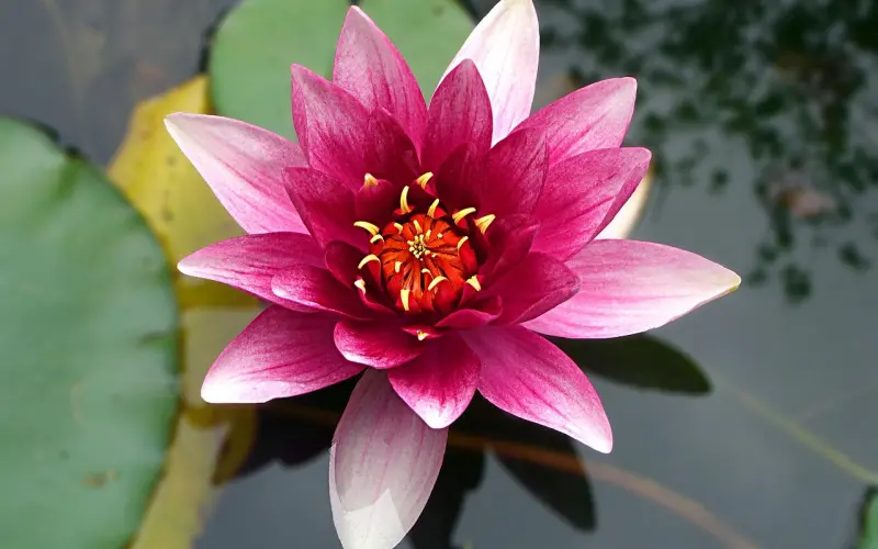 百合网周盘点4：七夕送礼花车房  接吻接到嘴抽筋