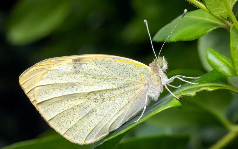 【百合心理测试：你是哪一类爱情继承者？】