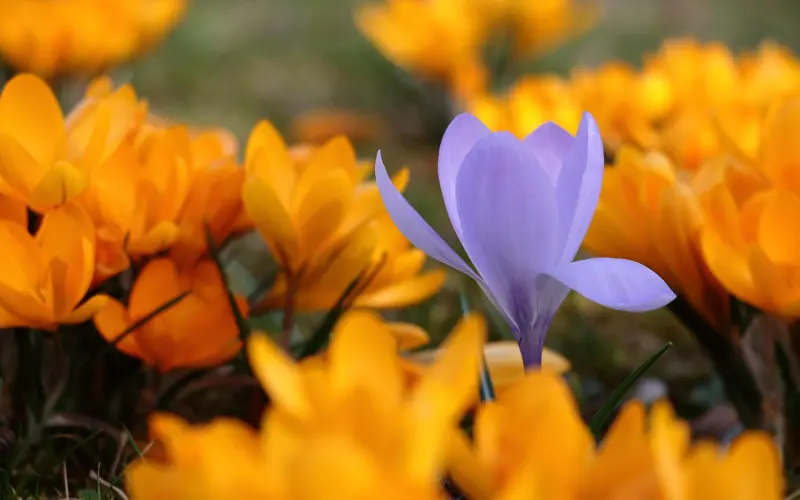 【百合炖鸡汤】《爸爸去哪儿》等栏目热播为哪番？