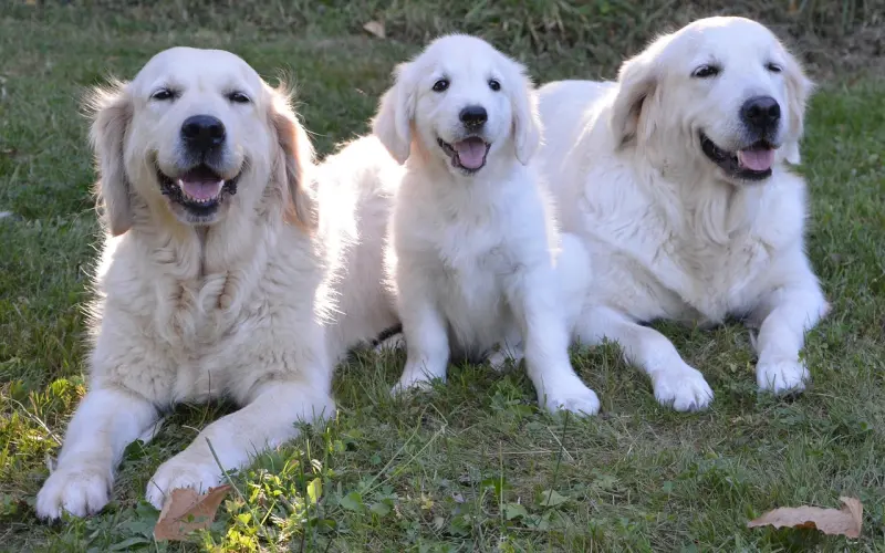 【百合暖文章——爱情导盲犬】