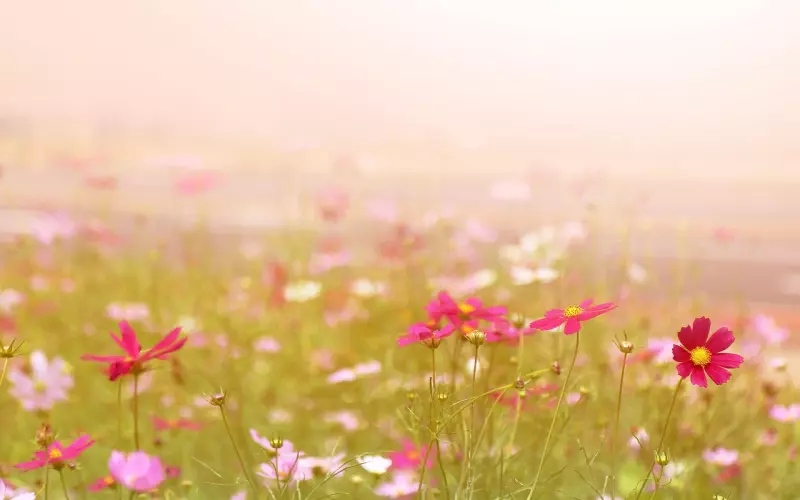 林志玲大婚，男方什么来路竟能俘获女神芳心