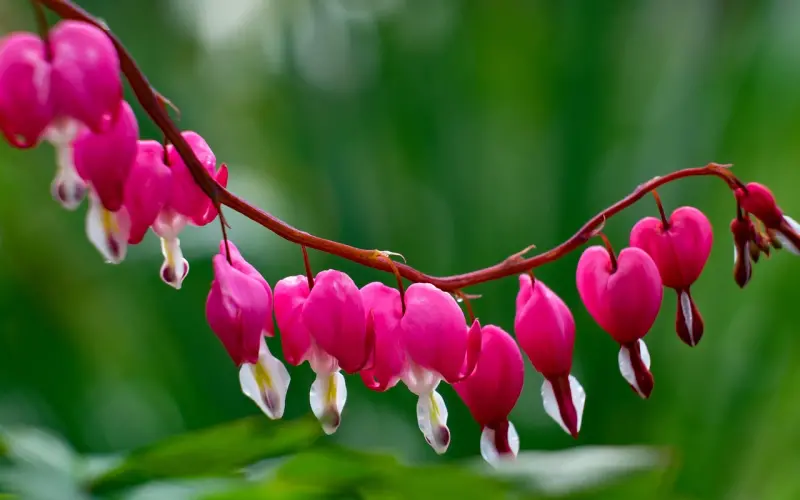 林徽因： 心动是一时，心懂是一生.