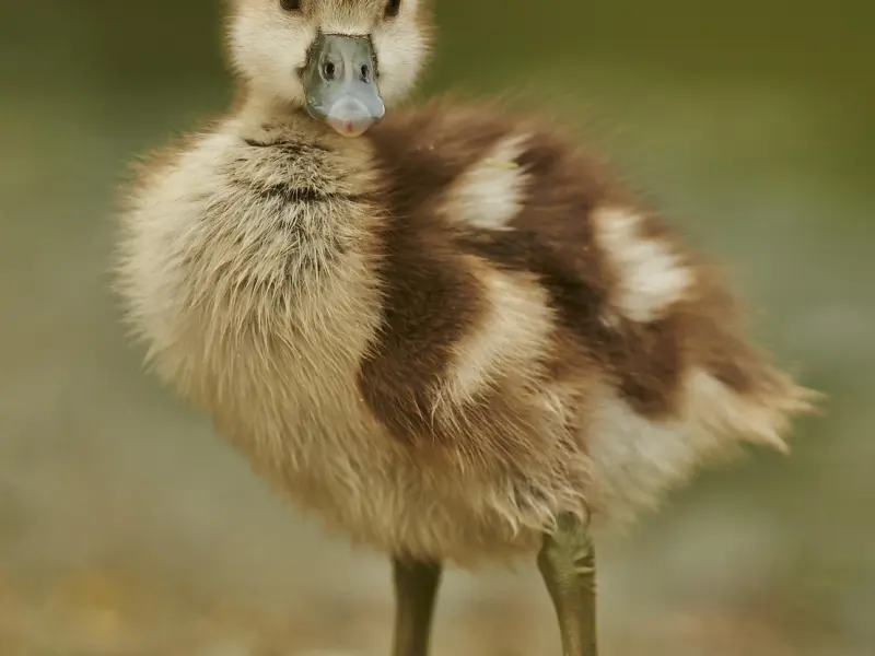 立挽爱直播：为什么你那么容易被备胎