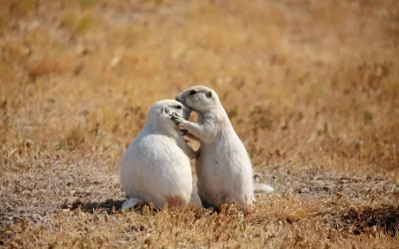 长期关系攻略：如何更好地维护感情