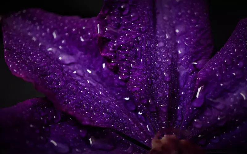 龙莲寺2020年接贵人预定