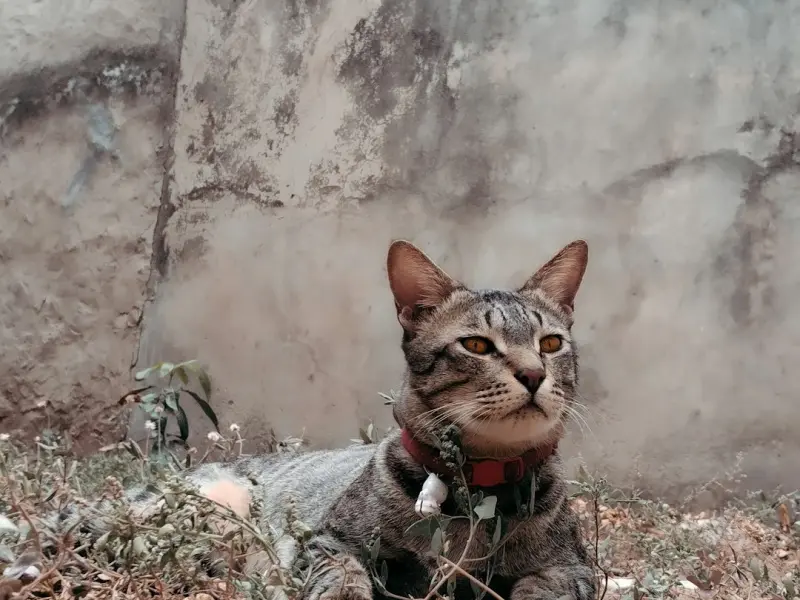 【感爱情感教育】--爱情保鲜法则（附具体操作流程）