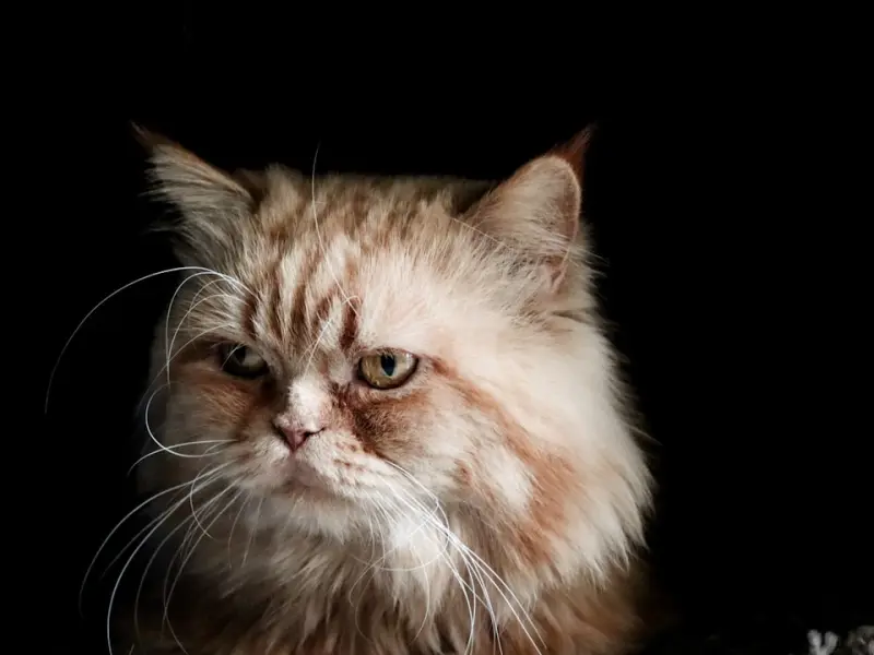 失恋分手爱情咨询，挽回婚姻咨询，夫妻感情咨询，婆媳问题咨询：专家崔老师在线一对一跟进式服务