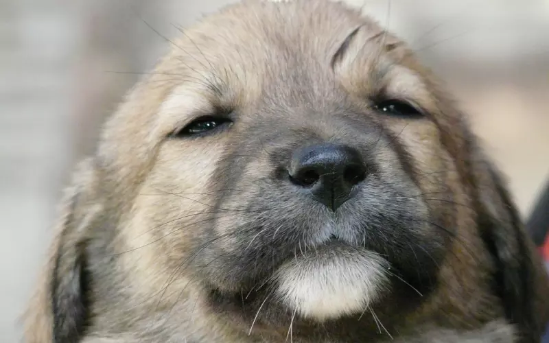 爱情是个梦，而双鱼座的你却总睡过头