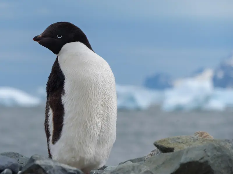 “爱不爱，一个人的身体反应是不会说谎，不会骗人的”