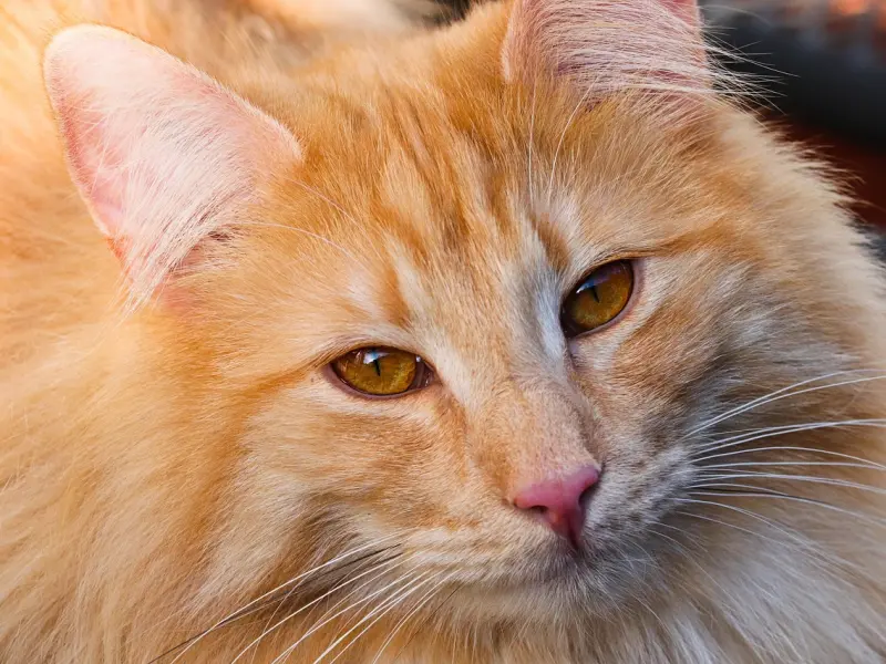 爱情教材：如何征服女人，八大宝典