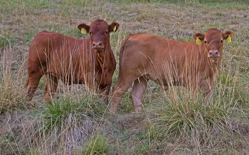 缺乏安全感的爱情，依旧能轻松挽回